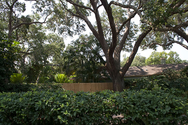 Oak Tree Image